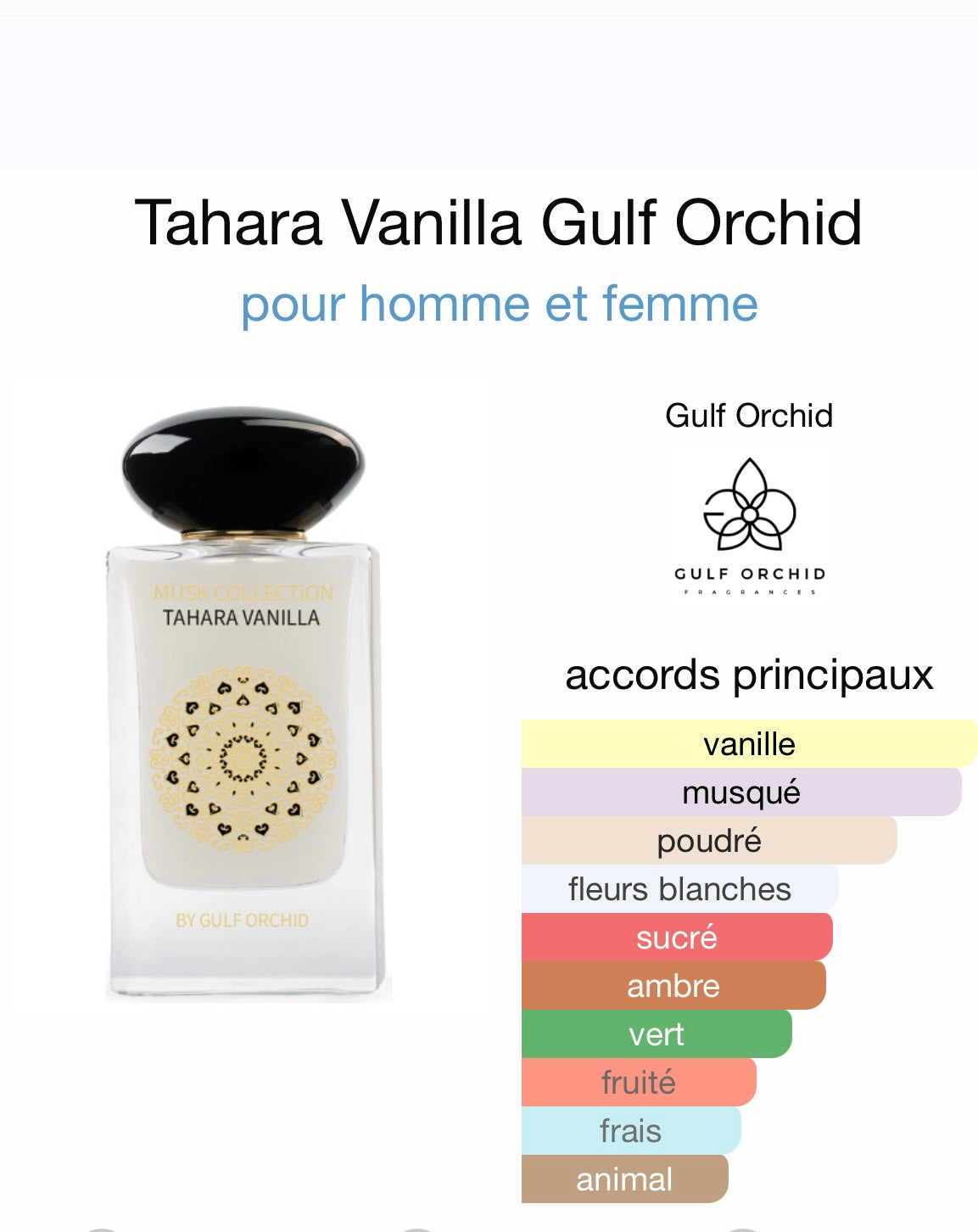Tahara vanilla by Gulf Orchid