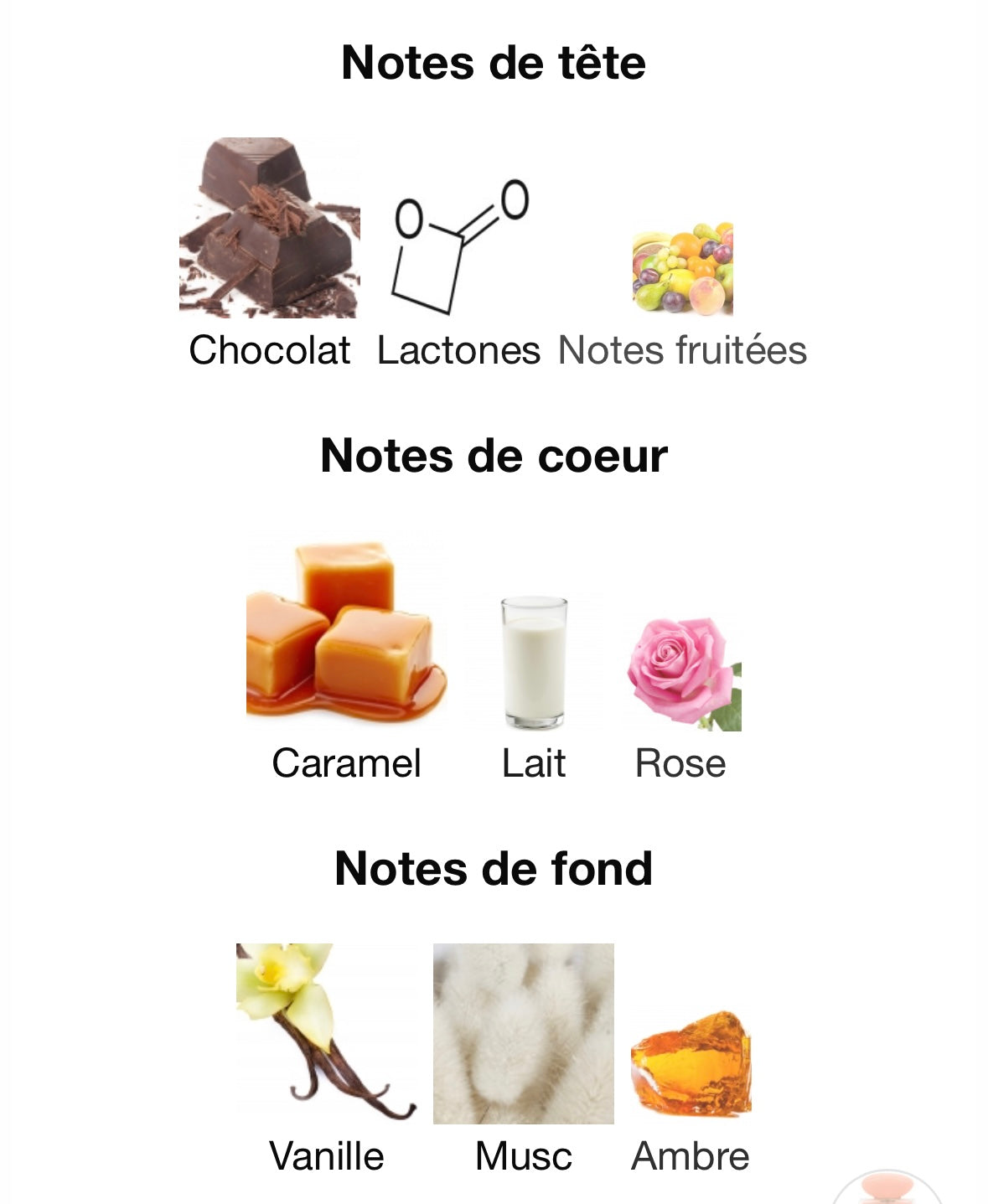 Toffee by Gulf Orchid